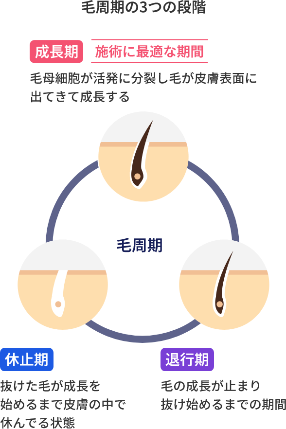 毛周期の3つの段階